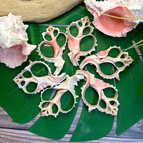 JUST IN- LG PINK MUREX CENTER CUT SHELLS SLICES DIY CRAFTING LOT - Picture 1 of 15